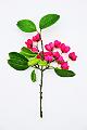 fleurs de fusain